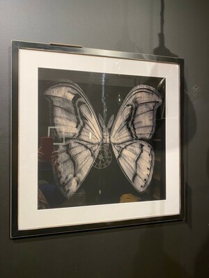 Ilustracja motyl w ciemnej ramie
