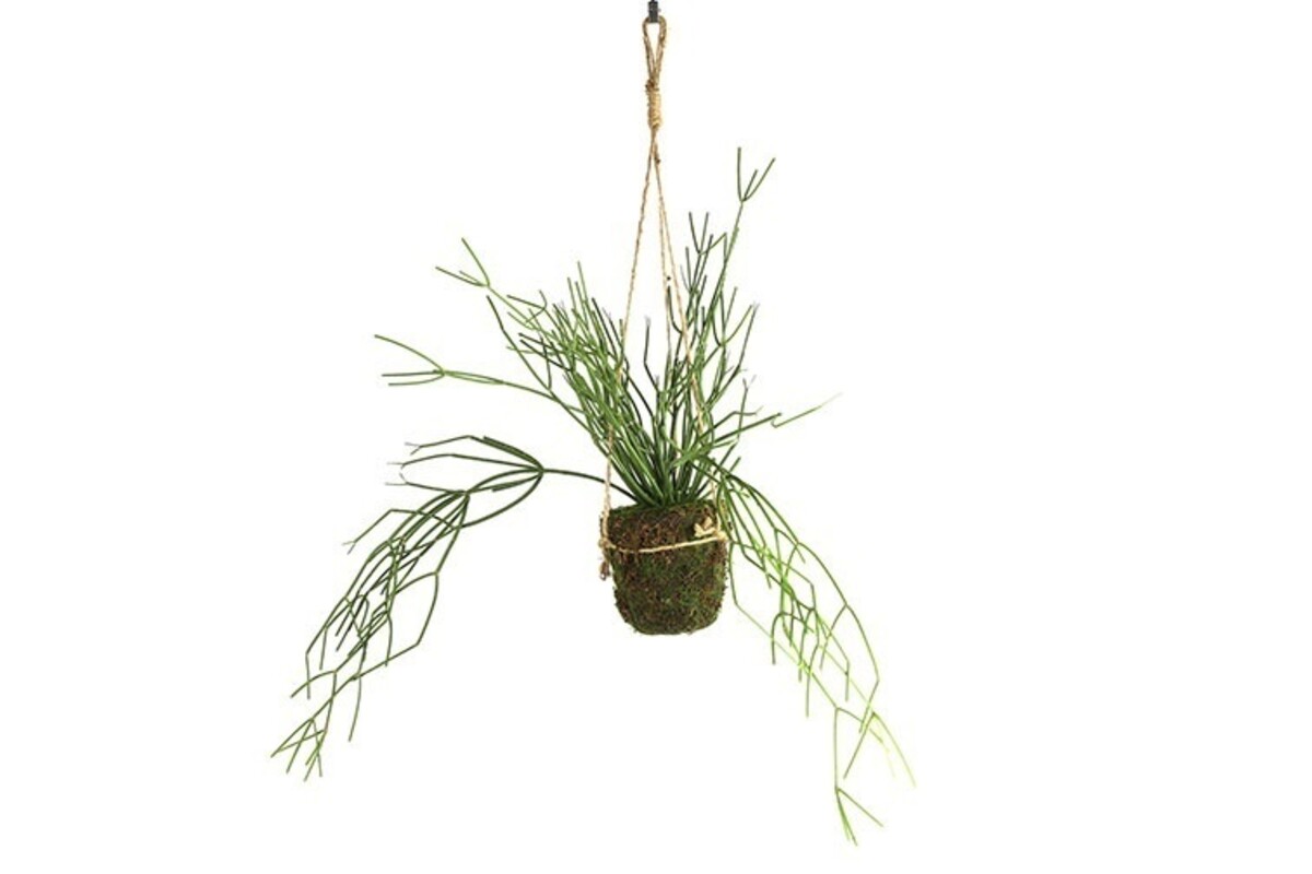 Roślina wisząca, wisząca dekoracja, Rhipsalis baccifera, 