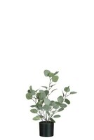 Eukaliptus, roślina w doniczce 87580