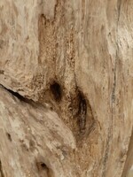 drewno tekowe stare